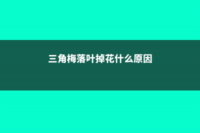 三角梅落叶会死吗，叶落光可剪枝吗 (三角梅落叶掉花什么原因)