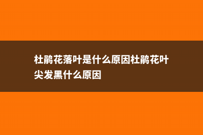 杜鹃花落叶是什么原因，有没有补救办法 (杜鹃花落叶是什么原因杜鹃花叶尖发黑什么原因)