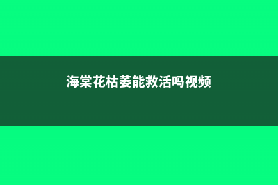 海棠花枯萎能救活吗，需要剪枝吗 (海棠花枯萎能救活吗视频)