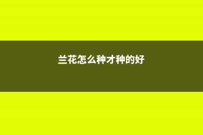 兰花怎么种，需要什么土壤 (兰花怎么种才种的好)