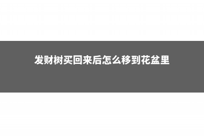 购买的发财树怎么养：要换盆吗？怎么浇水？ (发财树买回来后怎么移到花盆里)