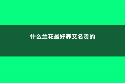 什么兰花最好养，适合新手养又好看的品种 (什么兰花最好养又名贵的)