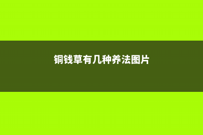 铜钱草有几种养法，水培/土培/半土半水介绍 (铜钱草有几种养法图片)