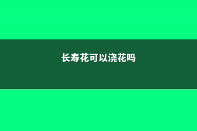 长寿花可以浇铁锈水吗，冬天怎样浇水 (长寿花可以浇花吗)