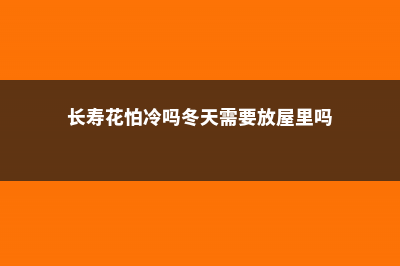 长寿花怕冷吗，冬天几天浇水 (长寿花怕冷吗冬天需要放屋里吗)