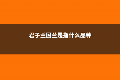 君子兰的国兰是什么，国兰和鞍山兰的区别是什么 (君子兰国兰是指什么品种)