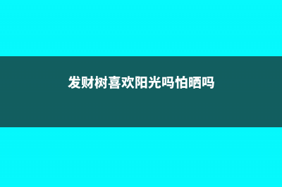 发财树喜欢阳光吗，可以晒太阳吗 (发财树喜欢阳光吗怕晒吗)