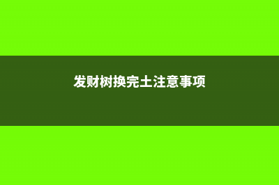 大发财树换土会不会死，死了怎么救活 (发财树换完土注意事项)