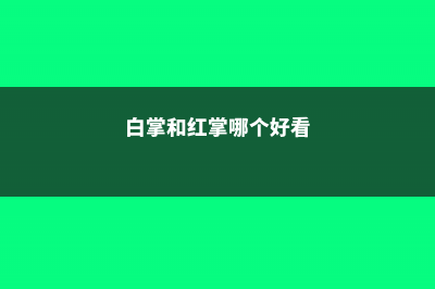 白掌和红掌哪个好养，风水更好？ (白掌和红掌哪个好看)