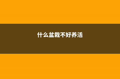 什么大型盆栽不会落叶，适合冬天养殖？ (什么盆栽不好养活)