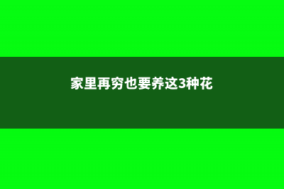 这“3种”花，现在就扦插，过年就开花，错过就要等明年 (家里再穷也要养这3种花)