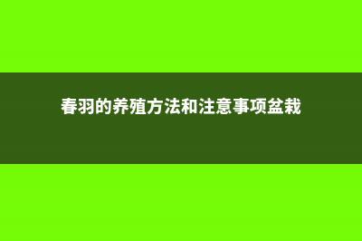 春羽的养殖方法和注意事项 (春羽的养殖方法和注意事项盆栽)