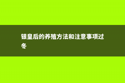 银皇后的养殖方法和注意事项 (银皇后的养殖方法和注意事项过冬)