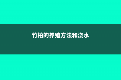 竹柏的养殖方法和注意事项 (竹柏的养殖方法和浇水)