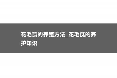 花毛茛的养殖方法和注意事项 (花毛茛的养殖方法 花毛茛的养护知识)