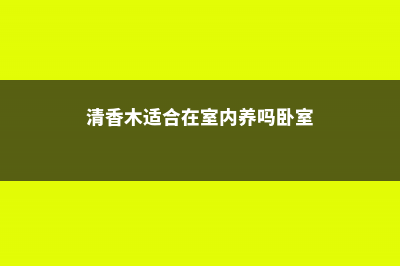 清香木适合在室内养吗 (清香木适合在室内养吗卧室)