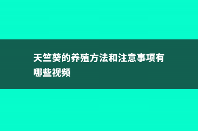 天竺葵的养殖方法和注意事项 (天竺葵的养殖方法和注意事项有哪些视频)