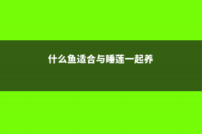 什么鱼能和睡莲一起养 (什么鱼适合与睡莲一起养)