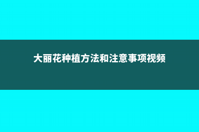 大丽花种植方法和时间 (大丽花种植方法和注意事项视频)