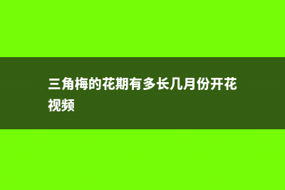 三角梅的花期 (三角梅的花期有多长几月份开花视频)