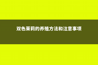 双色茉莉的养殖方法和注意事项 (双色茉莉的养殖方法和注意事项)