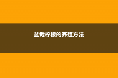 盆栽柠檬的养殖方法和注意事项 (盆栽柠檬的养殖方法)