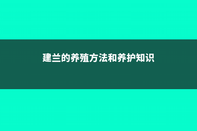 建兰的养殖方法和注意事项 (建兰的养殖方法和养护知识)