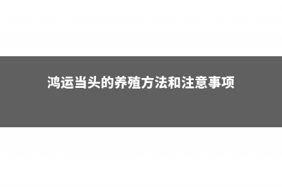 鸿运当头的养殖方法和注意事项 (鸿运当头的养殖方法和注意事项)