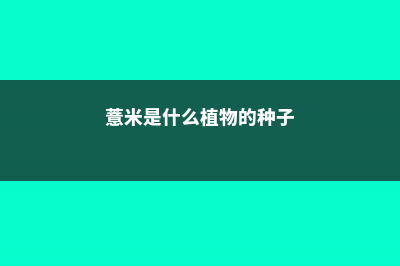 薏米是什么 (薏米是什么植物的种子)