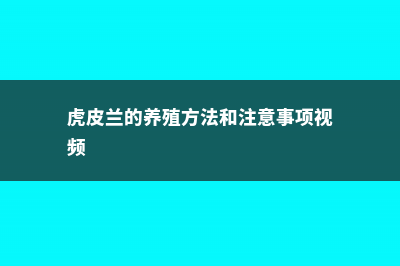 虎皮兰的养殖方法和注意事项 (虎皮兰的养殖方法和注意事项视频)