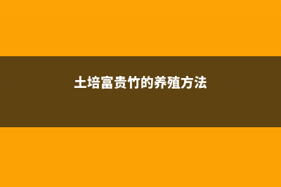 土培富贵竹的养殖方法和注意事项 (土培富贵竹的养殖方法)