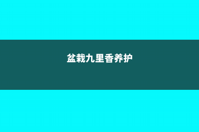 盆栽九里香的养殖方法 (盆栽九里香养护)