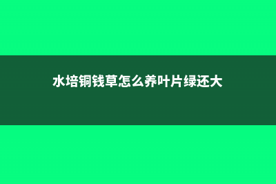 水培铜钱草的养殖方法和注意事项 (水培铜钱草怎么养叶片绿还大)