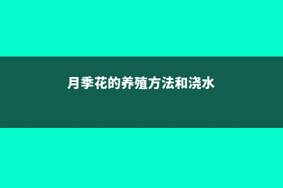 月季花的养殖方法和注意事项 (月季花的养殖方法和浇水)