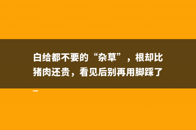 白给都不要的“杂草”，根却比猪肉还贵，看见后别再用脚踩了 