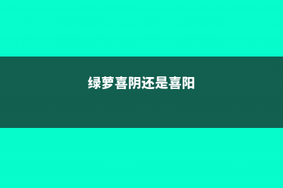 绿萝要晒太阳吗 (绿萝喜阴还是喜阳)