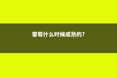 葡萄什么时间成熟 (葡萄什么时候成熟的?)