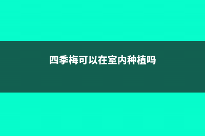 四季梅可以在室内养吗 (四季梅可以在室内种植吗)