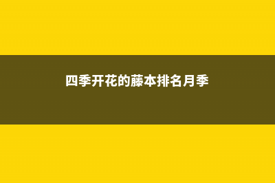 四季开花的藤本月季有哪些 (四季开花的藤本排名月季)