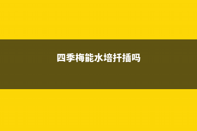 四季梅水培养殖方法 (四季梅能水培扦插吗)