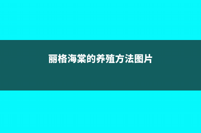 丽格海棠的养殖方法和注意事项 (丽格海棠的养殖方法图片)