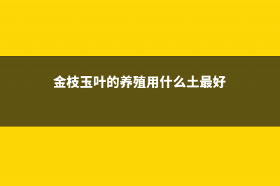 金枝玉叶的养殖方法和注意事项 (金枝玉叶的养殖用什么土最好)