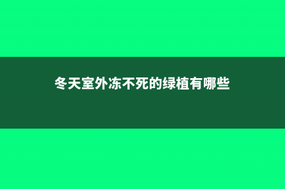 冬天室外冻不死的绿植有哪些 (冬天室外冻不死的绿植有哪些)