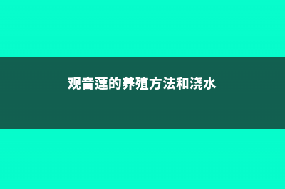 观音莲的养殖方法和注意事项 (观音莲的养殖方法和浇水)