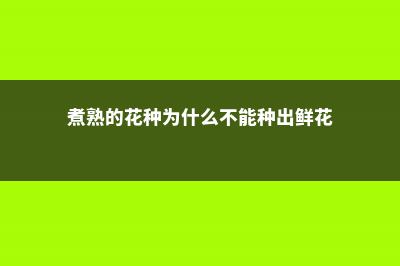 煮熟的花种为什么不能发芽 (煮熟的花种为什么不能种出鲜花)