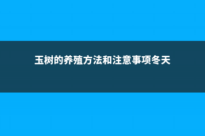 玉树的养殖方法和注意事项 (玉树的养殖方法和注意事项冬天)