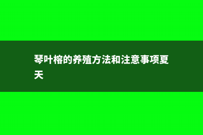 琴叶榕的养殖方法和注意事项 (琴叶榕的养殖方法和注意事项夏天)