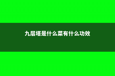 九层塔是什么菜 (九层塔是什么菜有什么功效)