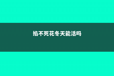 掐不死花冬天能开花吗 (掐不死花冬天能活吗)