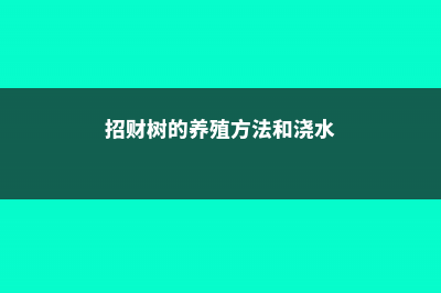 招财树的养殖方法 (招财树的养殖方法和浇水)